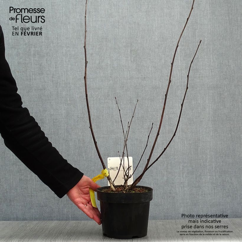 Physocarpus opulifolius Midnight Maceta 3L/4L Ejemplar entregado en invierno