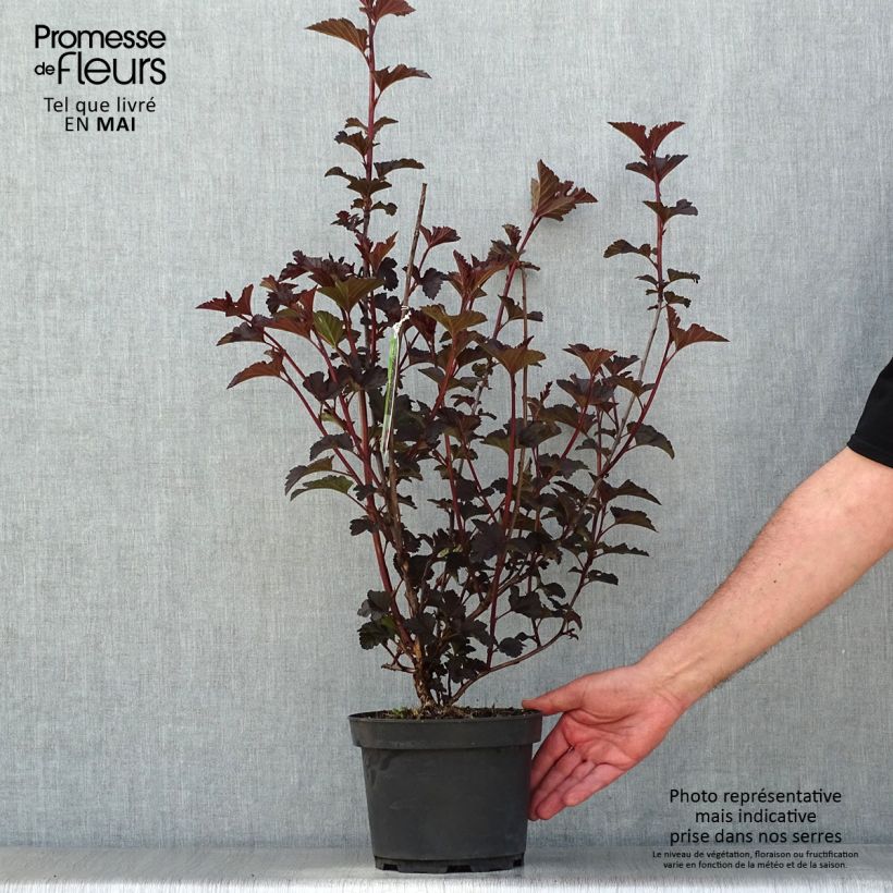 Physocarpus opulifolius Midnight Maceta 3L/4L Ejemplar entregado en la primavera