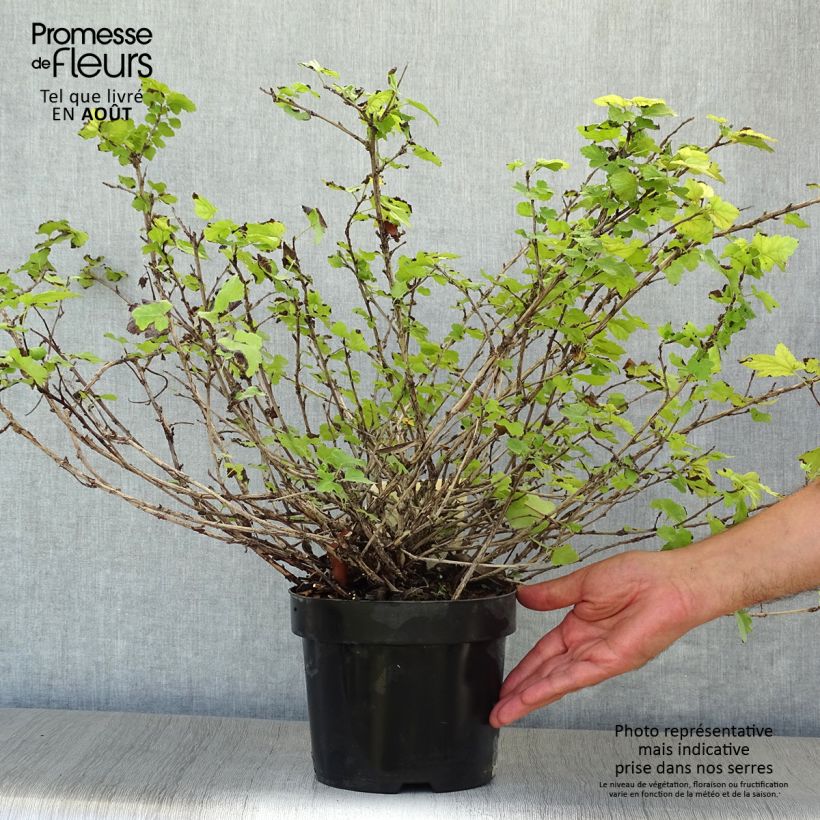 Ejemplar de Physocarpus capitatus Tilden Park Maceta 3L/4L entregado en verano