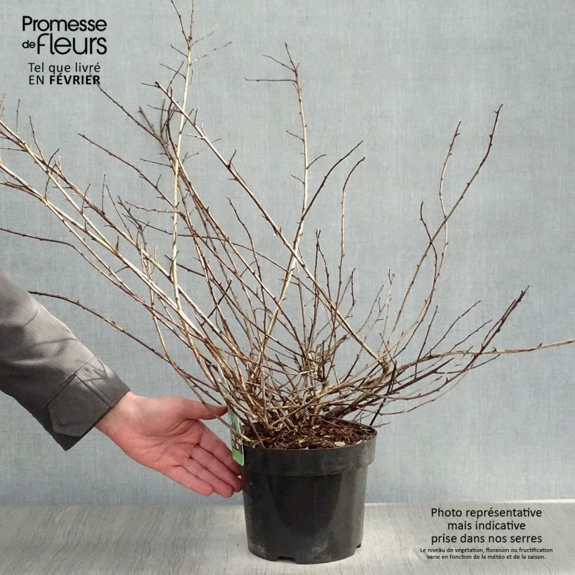 Physocarpus capitatus Tilden Park Maceta 3L/4L Ejemplar entregado en invierno