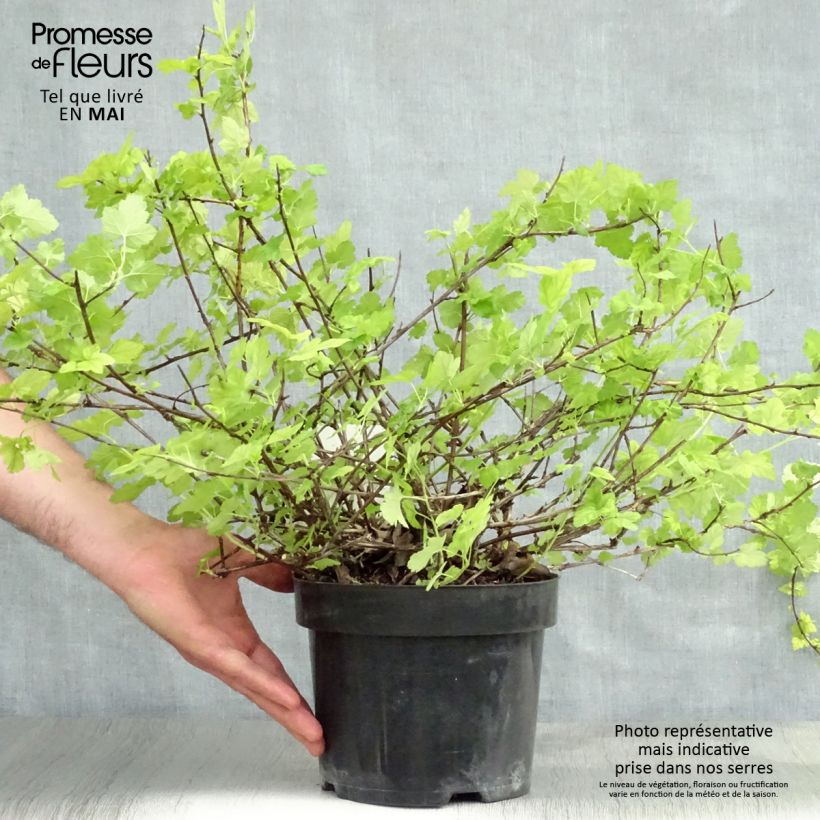 Physocarpus capitatus Tilden Park Maceta 3L/4L Ejemplar entregado en la primavera