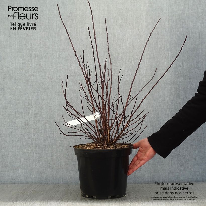 Physocarpus opulifolius All Black Maceta 7,5L/10L Ejemplar entregado en invierno