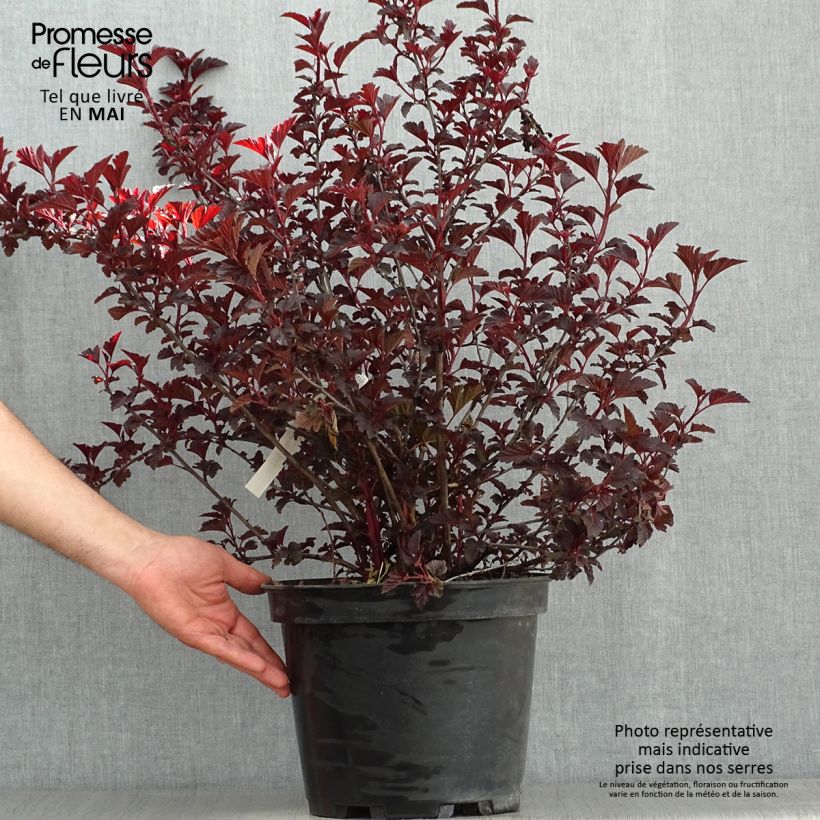 Physocarpus opulifolius All Black Maceta 7,5L/10L Ejemplar entregado en la primavera