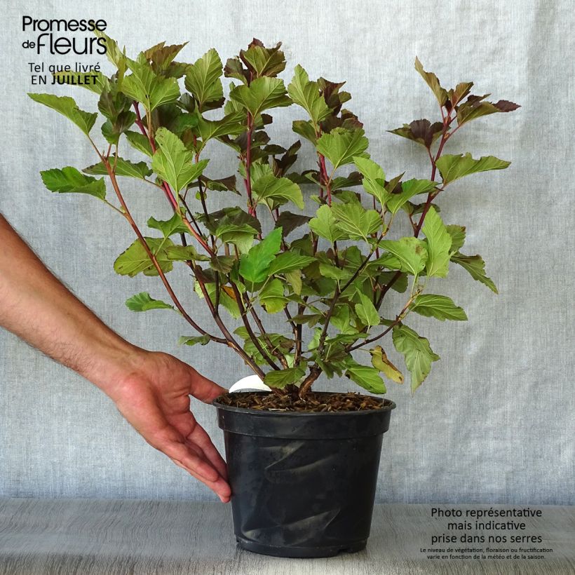 Ejemplar de Physocarpus opulifolius Amber Jubilee Maceta 3L/4L entregado en verano