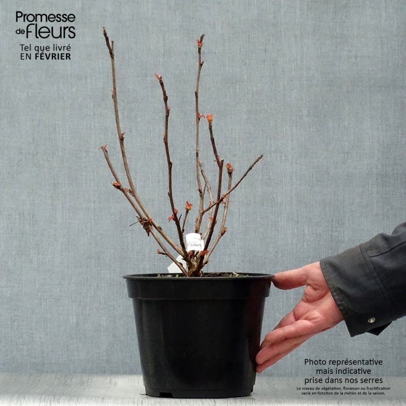Physocarpus opulifolius Amber Jubilee Maceta 3L/4L Ejemplar entregado en invierno