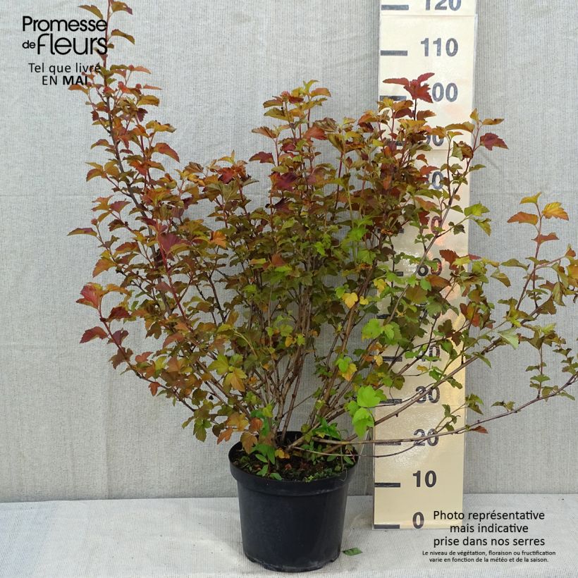 Physocarpus opulifolius Amber Jubilee Maceta 7,5L/10L Ejemplar entregado en la primavera