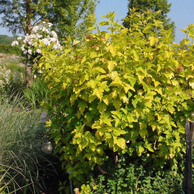 Ejemplo de ejemplar de Physocarpus opulifolius Angel Gold - Physocarpe Pot de 3L/4L tal y como se entrega