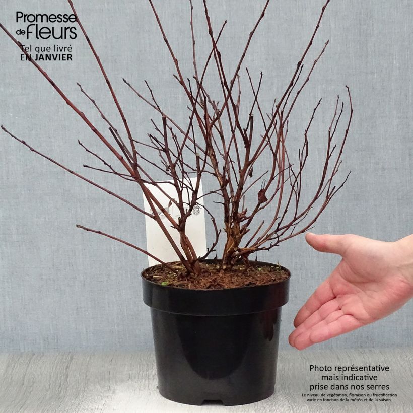 Physocarpus opulifolius Angel Gold Maceta 3L/4L Ejemplar entregado en invierno