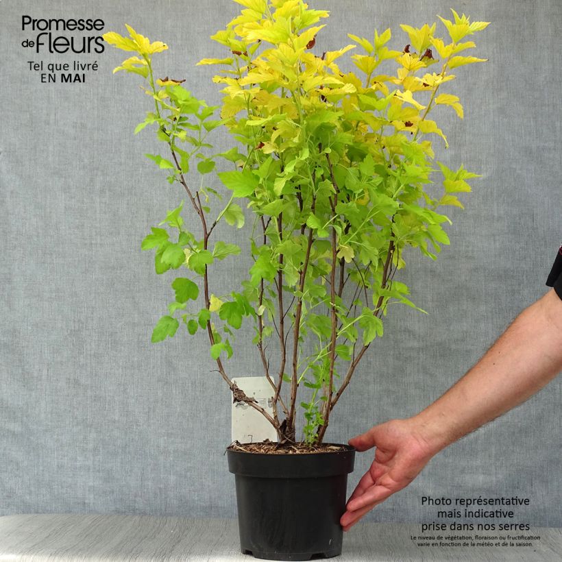 Physocarpus opulifolius Angel Gold Maceta 3L/4L Ejemplar entregado en la primavera