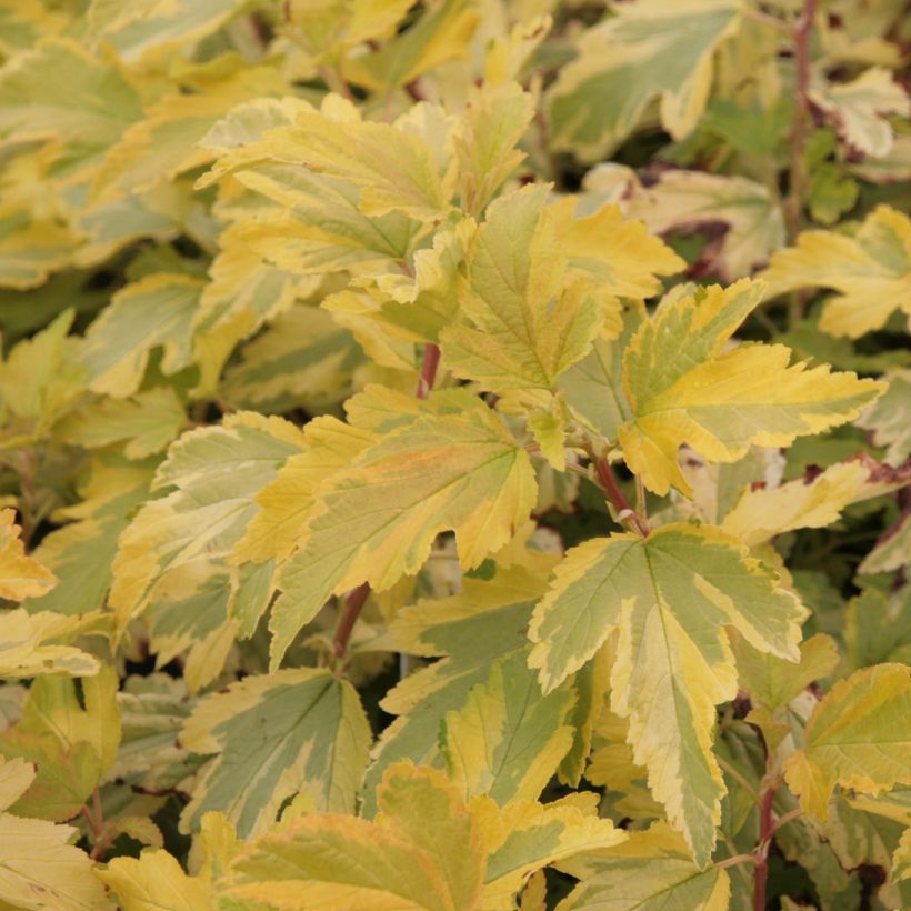 Physocarpus opulifolius Anny's Gold (Follaje)