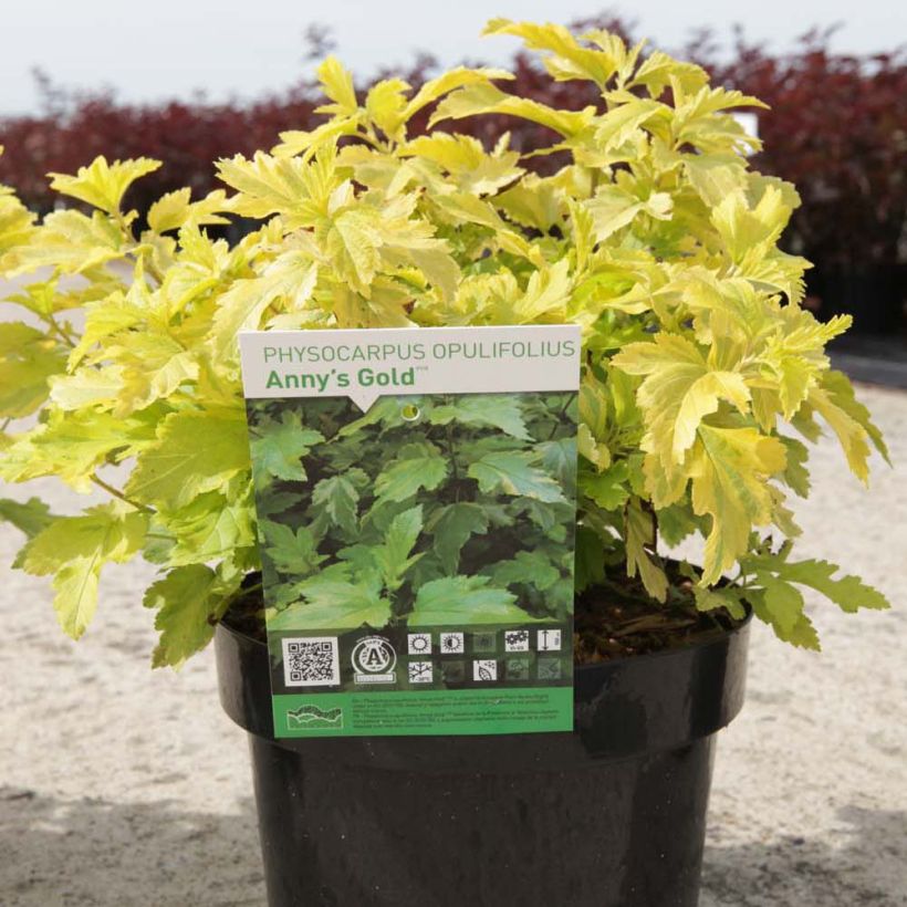 Physocarpus opulifolius Anny's Gold (Porte)