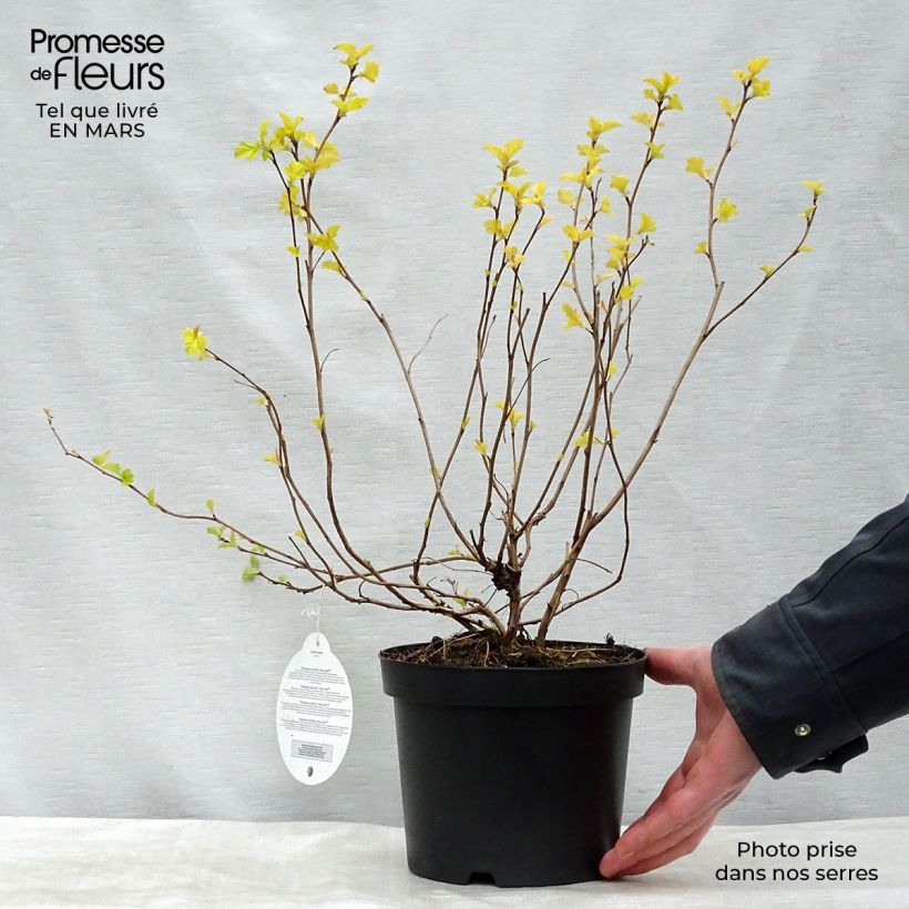 Physocarpus opulifolius Anny's Gold Maceta 3L/4L Ejemplar entregado en invierno
