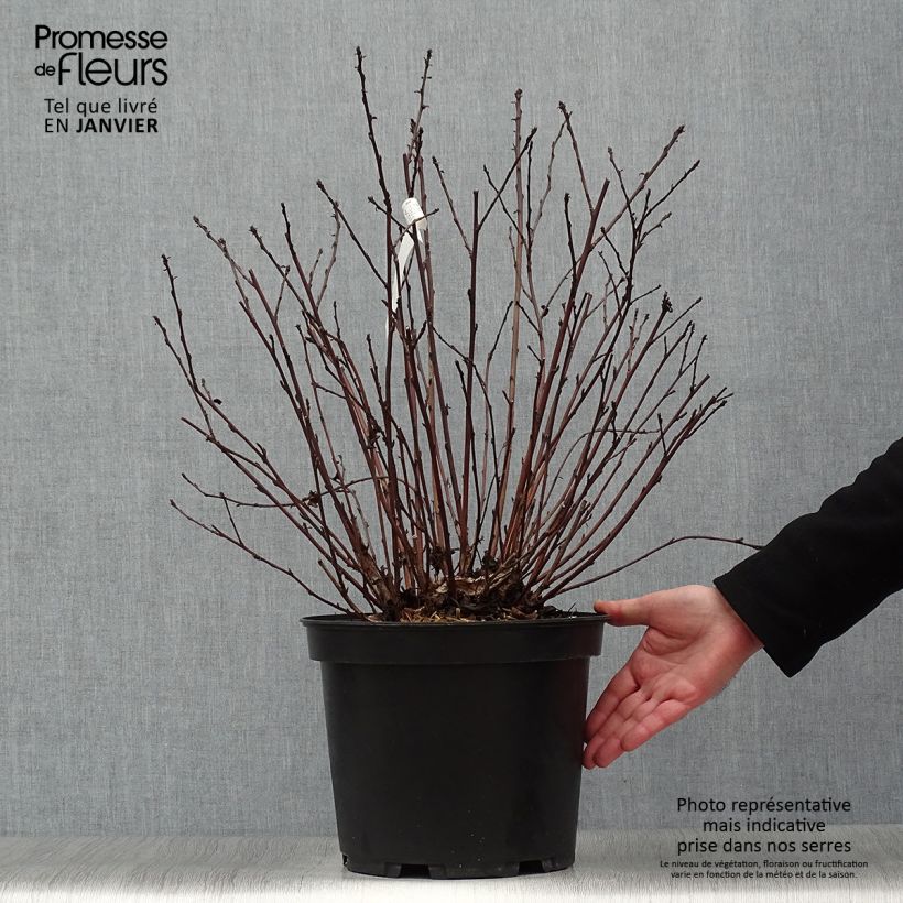 Physocarpus opulifolius Black light Maceta 7,5L/10L Ejemplar entregado en invierno