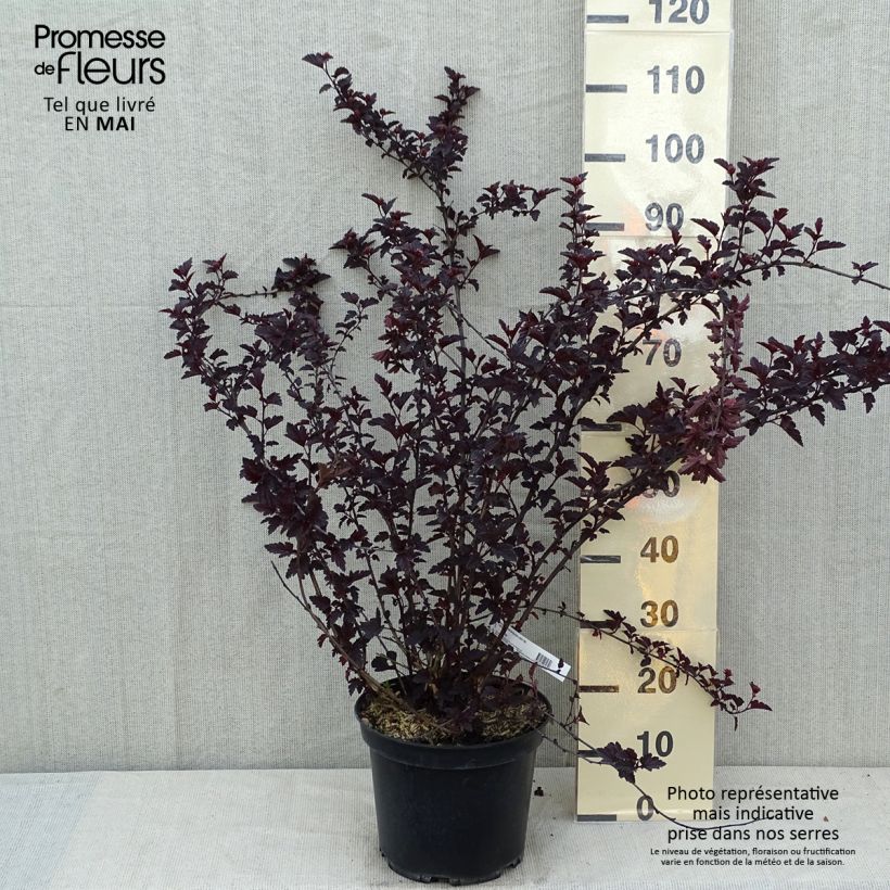 Physocarpus opulifolius Black light Maceta 7,5L/10L Ejemplar entregado en la primavera