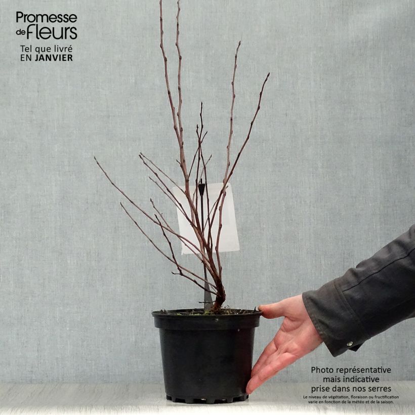 Physocarpus opulifolius Diable D'Or Maceta 3L/4L Ejemplar entregado en invierno