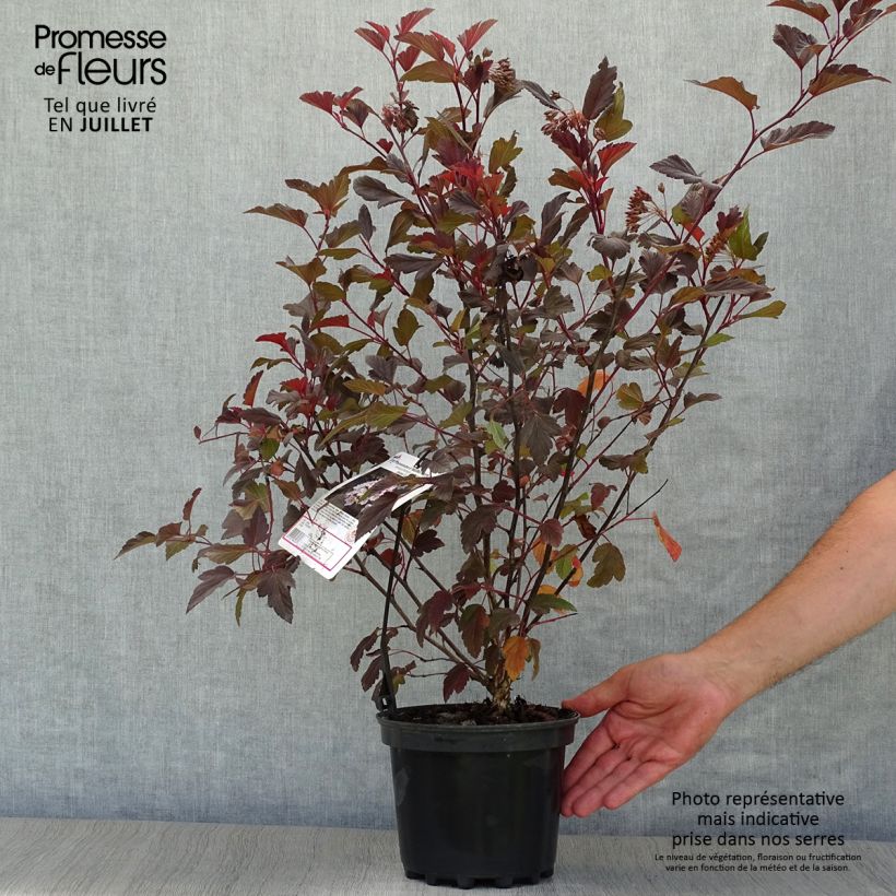 Ejemplar de Physocarpus opulifolius Diable D'Or Maceta 3L/4L entregado en verano