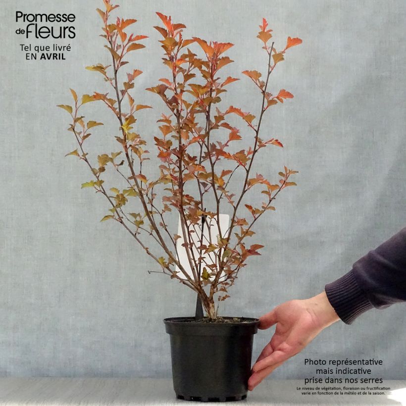 Physocarpus opulifolius Diable D'Or Maceta 3L/4L Ejemplar entregado en la primavera