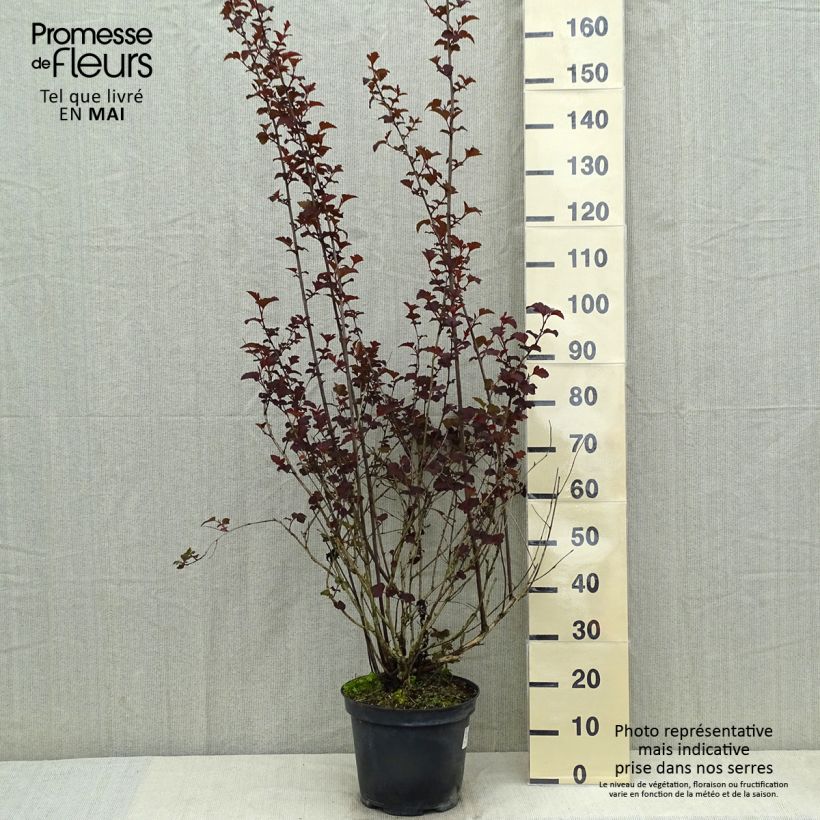 Physocarpus opulifolius Diabolo Maceta 6L/7L Ejemplar entregado en la primavera