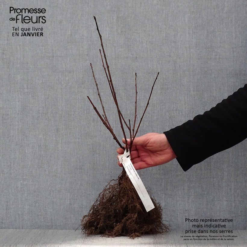 Physocarpus opulifolius Diabolo Raíces desnudas Ejemplar entregado en invierno