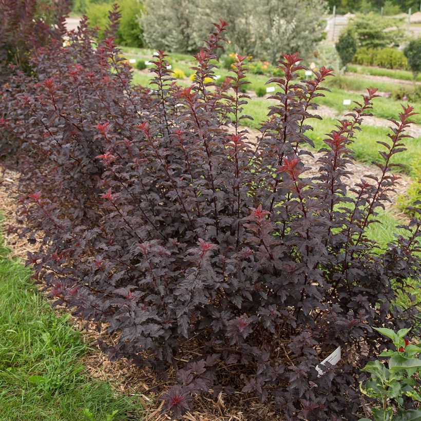 Physocarpus opulifolius Fireside (Porte)
