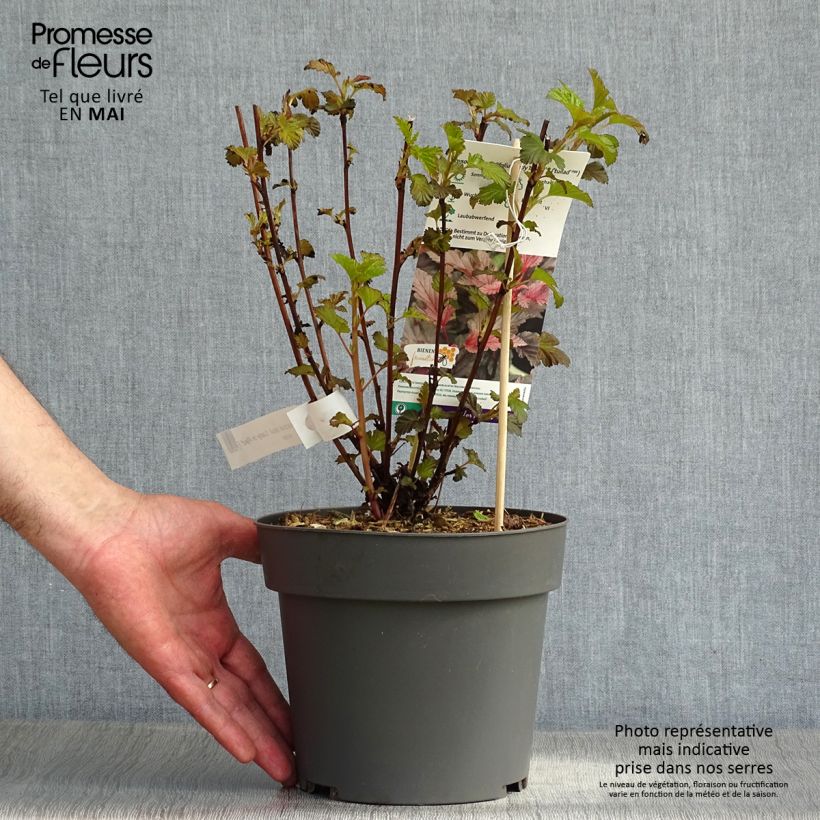 Physocarpus opulifolius Lady in Red Maceta 3L/4L Ejemplar entregado en la primavera