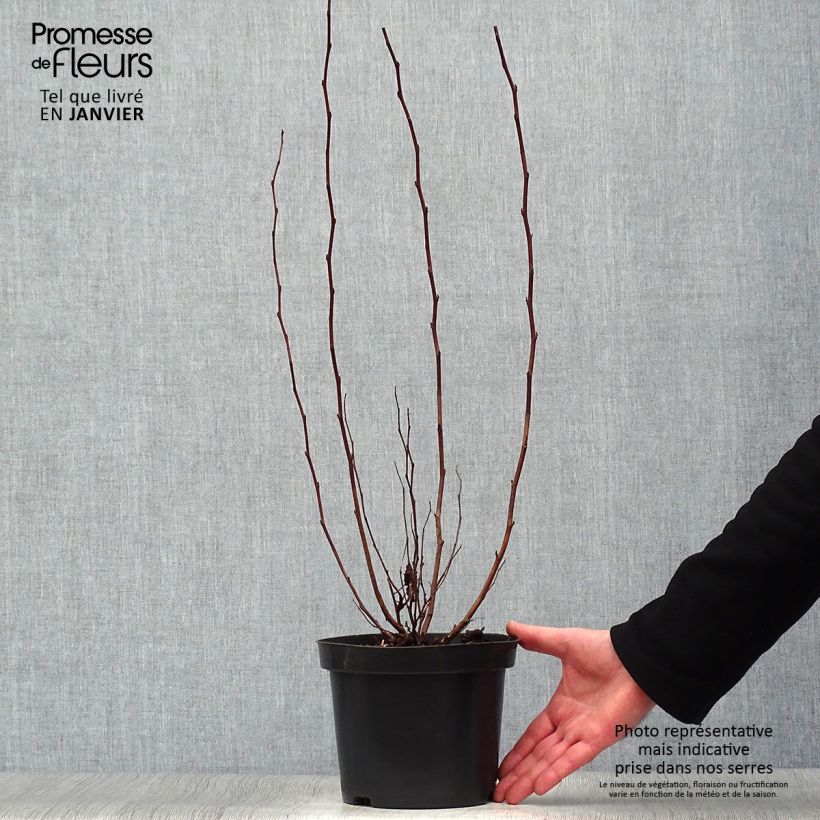 Physocarpus opulifolius Little Angel Maceta 2L/3L Ejemplar entregado en invierno