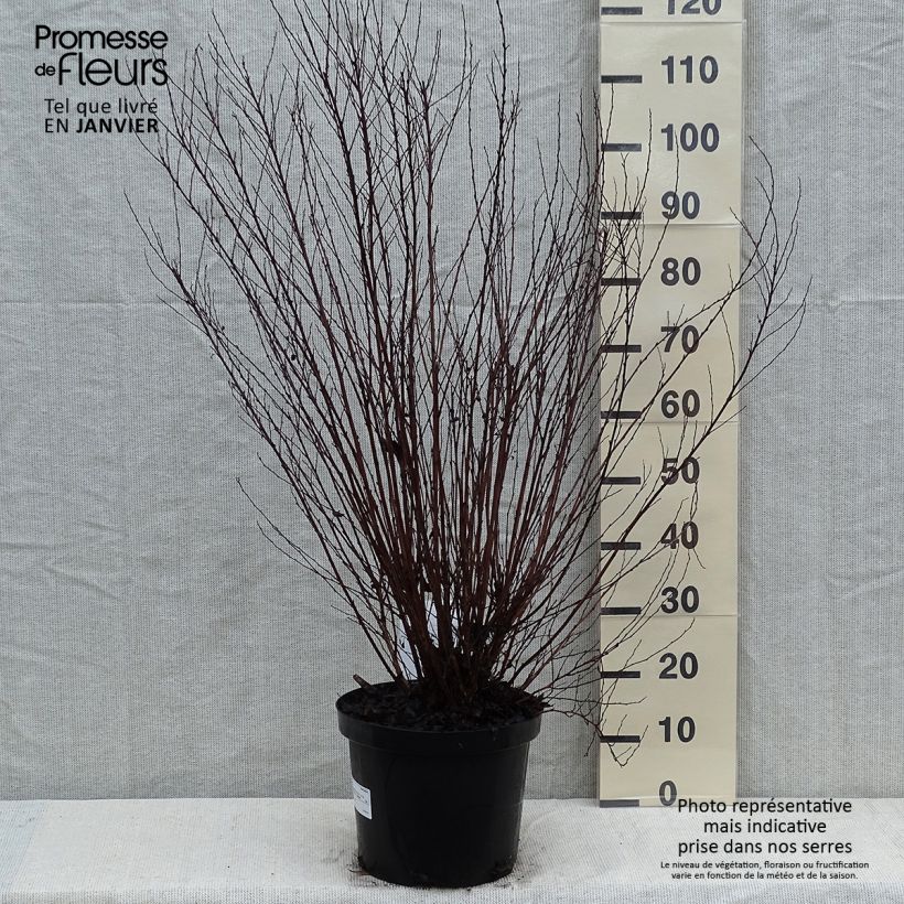 Physocarpus opulifolius Little Devil Maceta 7,5L/10L Ejemplar entregado en invierno