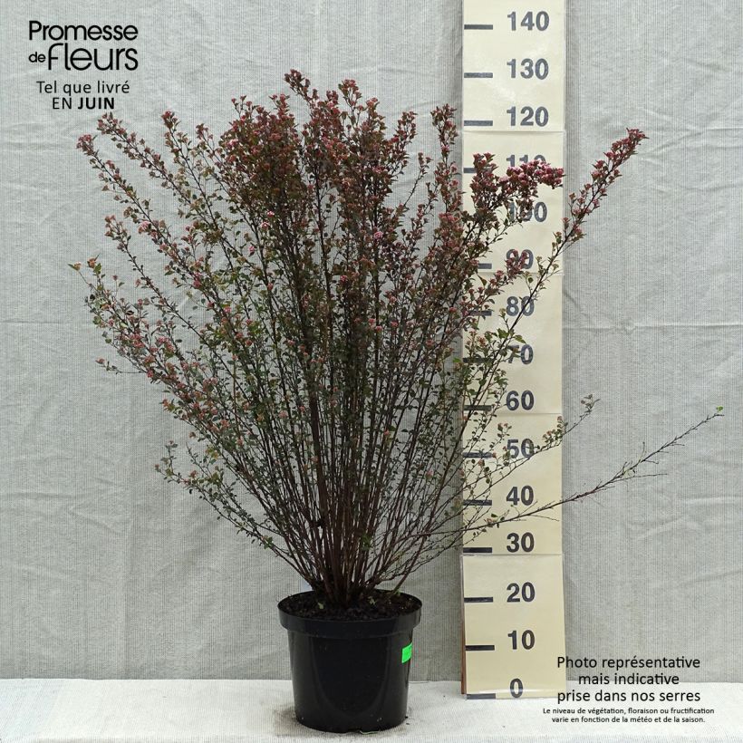 Physocarpus opulifolius Little Devil Maceta 7,5L/10L Ejemplar entregado en la primavera