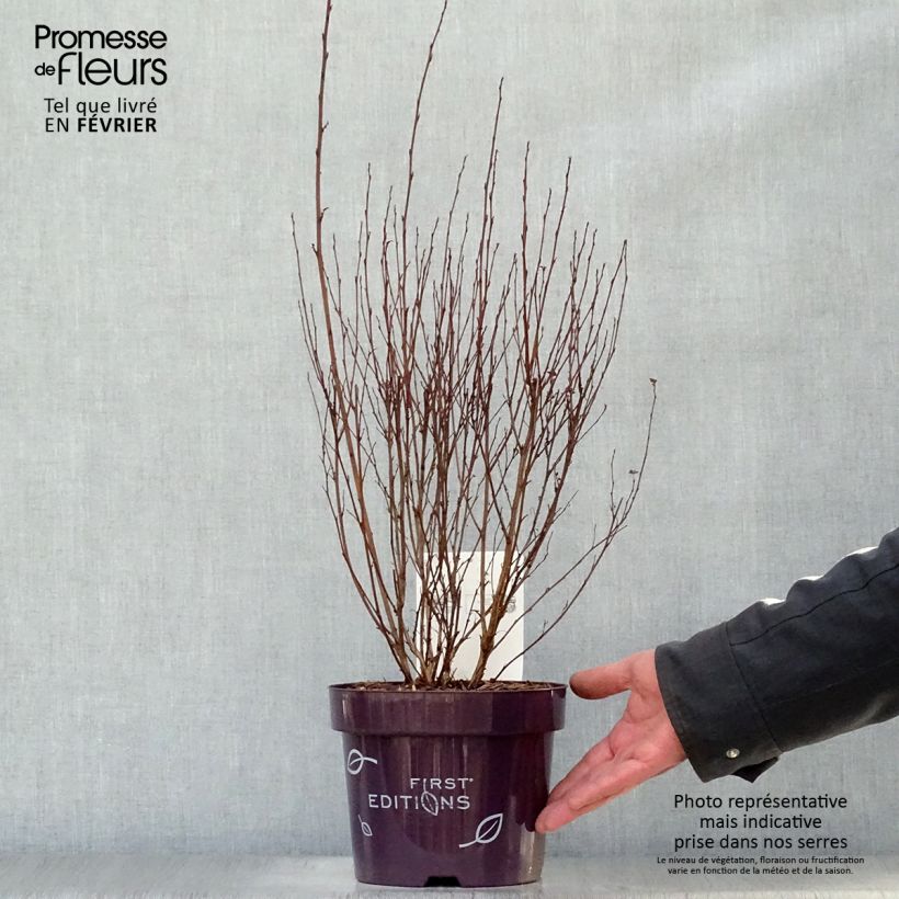 Physocarpus opulifolius Little Devil Maceta 3L/4L Ejemplar entregado en invierno