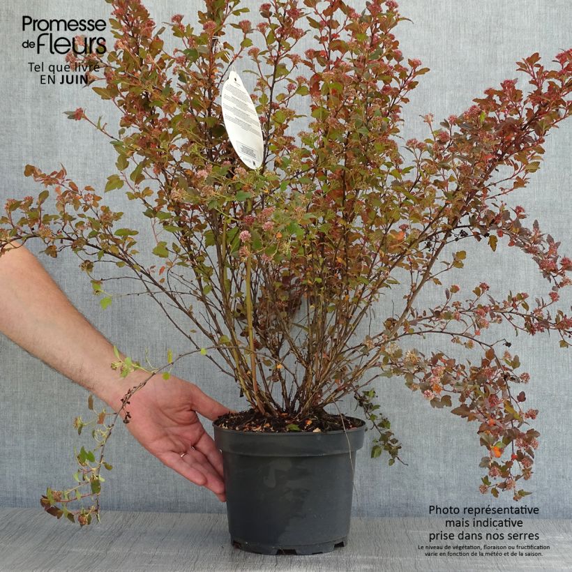 Physocarpus opulifolius Little Joker Maceta 2L/3L Ejemplar entregado en la primavera