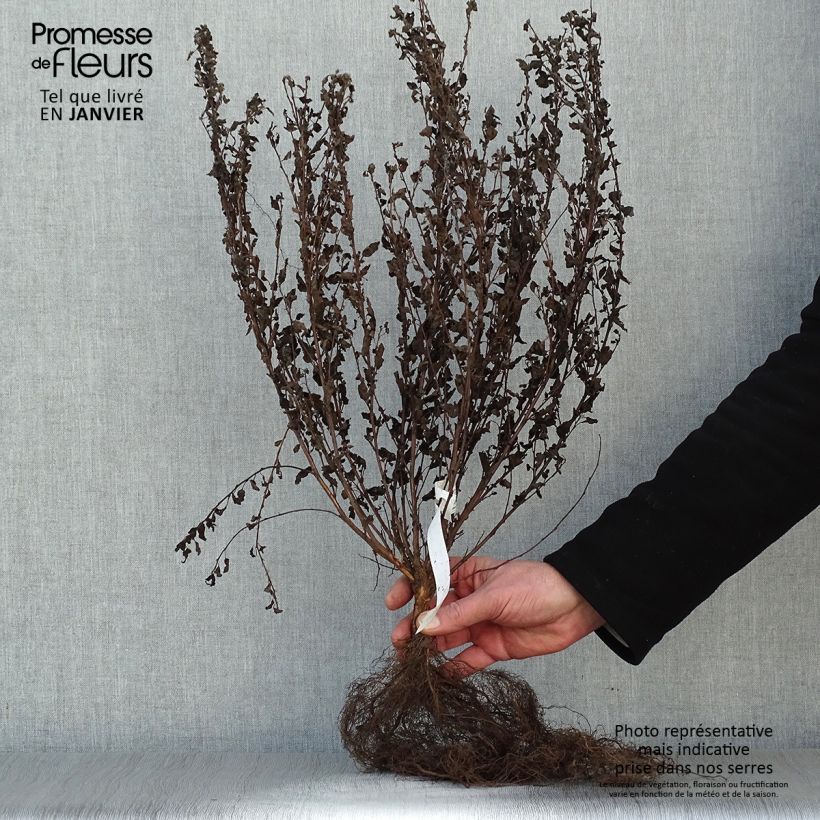 Physocarpus opulifolius Little Joker Raíces desnudas Ejemplar entregado en invierno