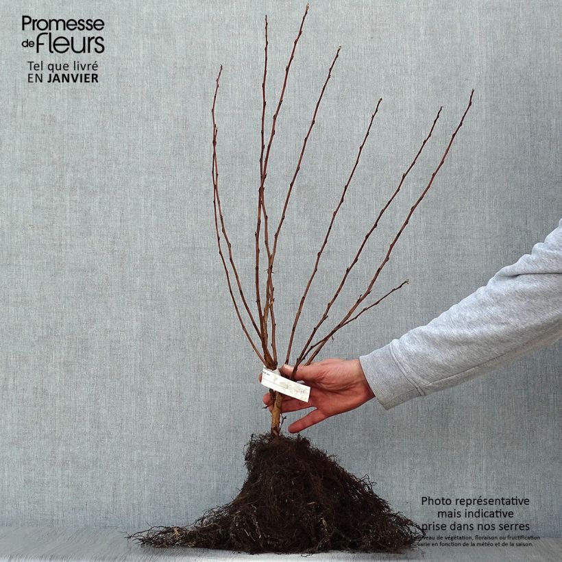 Physocarpus opulifolius Luteus Raíces desnudas Ejemplar entregado en invierno