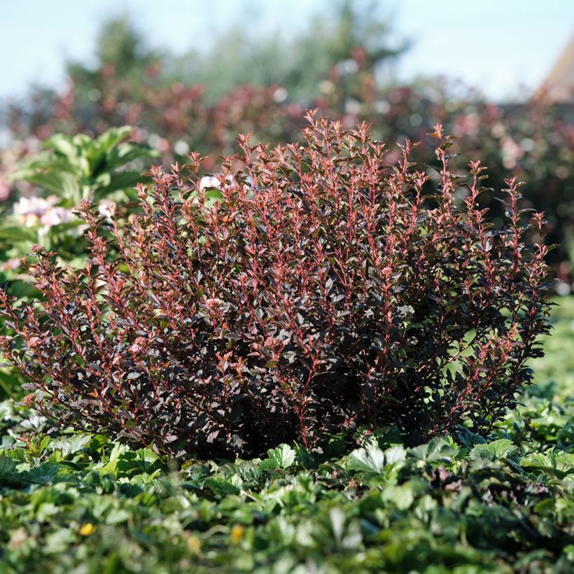 Physocarpus opulifolius Magic Sweet Cherry Tea (Porte)