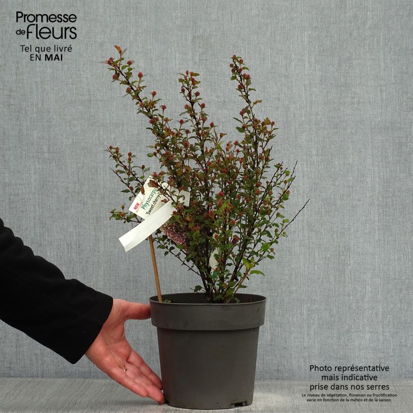 Physocarpus opulifolius Magic Sweet Cherry Tea Maceta 3L/4L Ejemplar entregado en la primavera