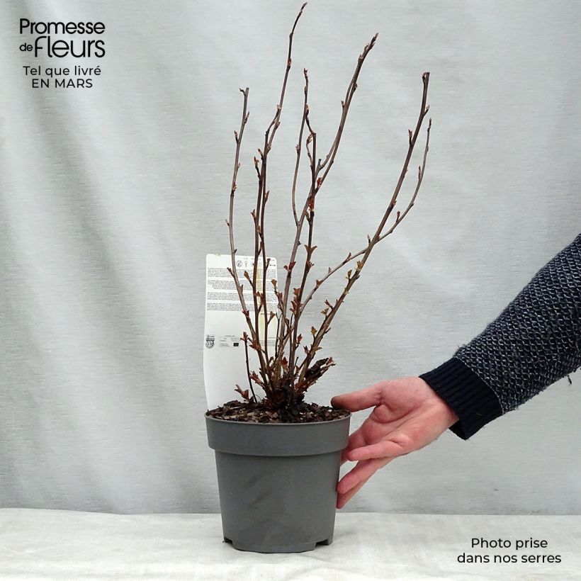 Physocarpus opulifolius Perspektiva Maceta 2L/3L Ejemplar entregado en la primavera
