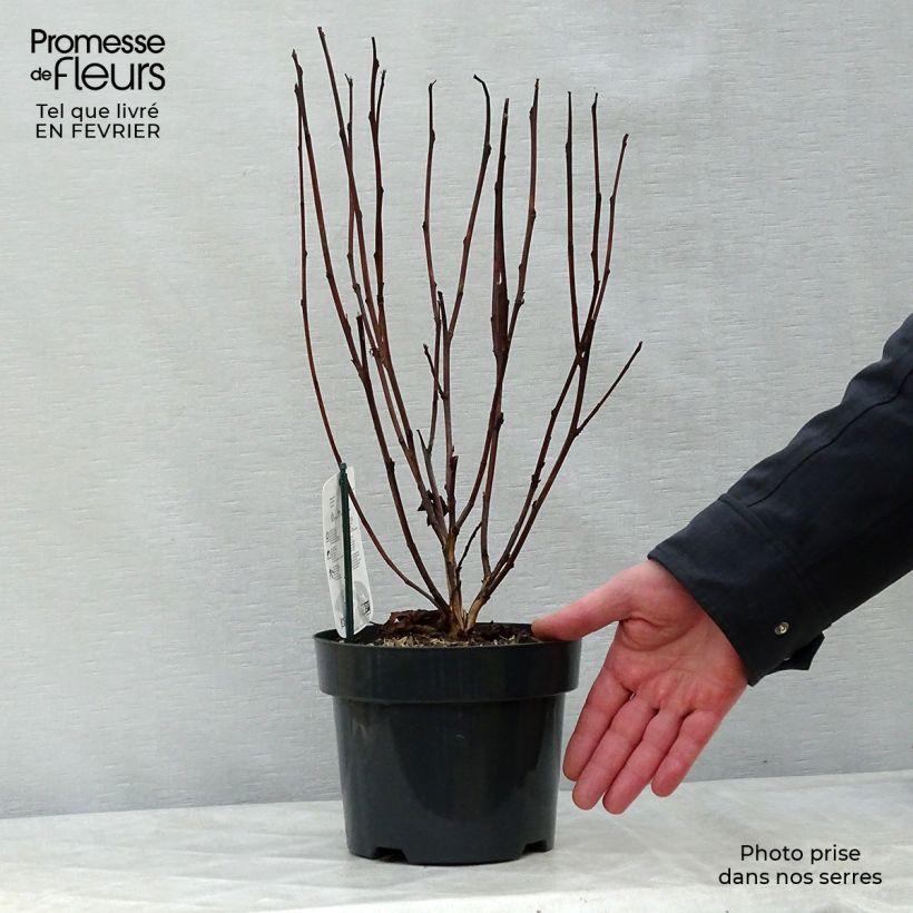 Physocarpus opulifolius Red Baron Maceta 2L/3L Ejemplar entregado en invierno