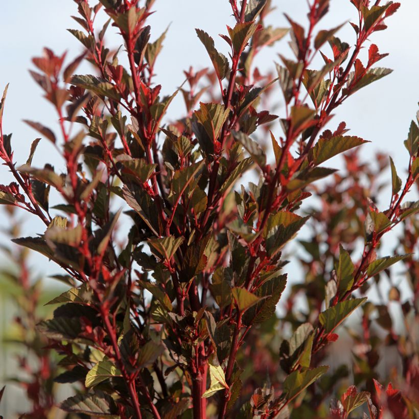 Physocarpus opulifolius Spicy Devil (Porte)