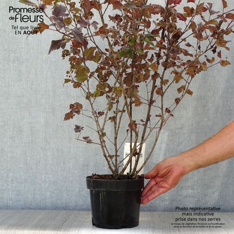 Ejemplar de Physocarpus opulifolius Summer Wine Maceta 3L/4L entregado en verano