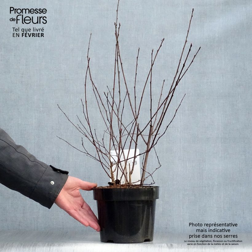 Physocarpus opulifolius Summer Wine Maceta 3L/4L Ejemplar entregado en invierno