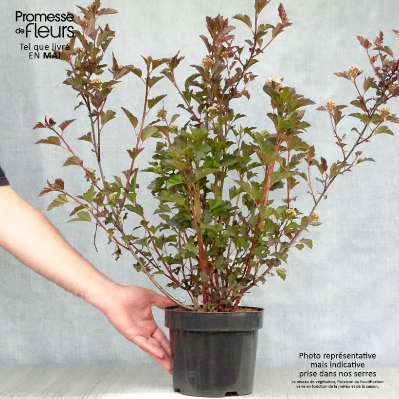 Physocarpus opulifolius Summer Wine Maceta 3L/4L Ejemplar entregado en la primavera