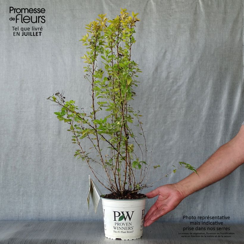 Ejemplar de Physocarpus opulifolius Tiny Wine Gold Maceta 2L/3L entregado en verano