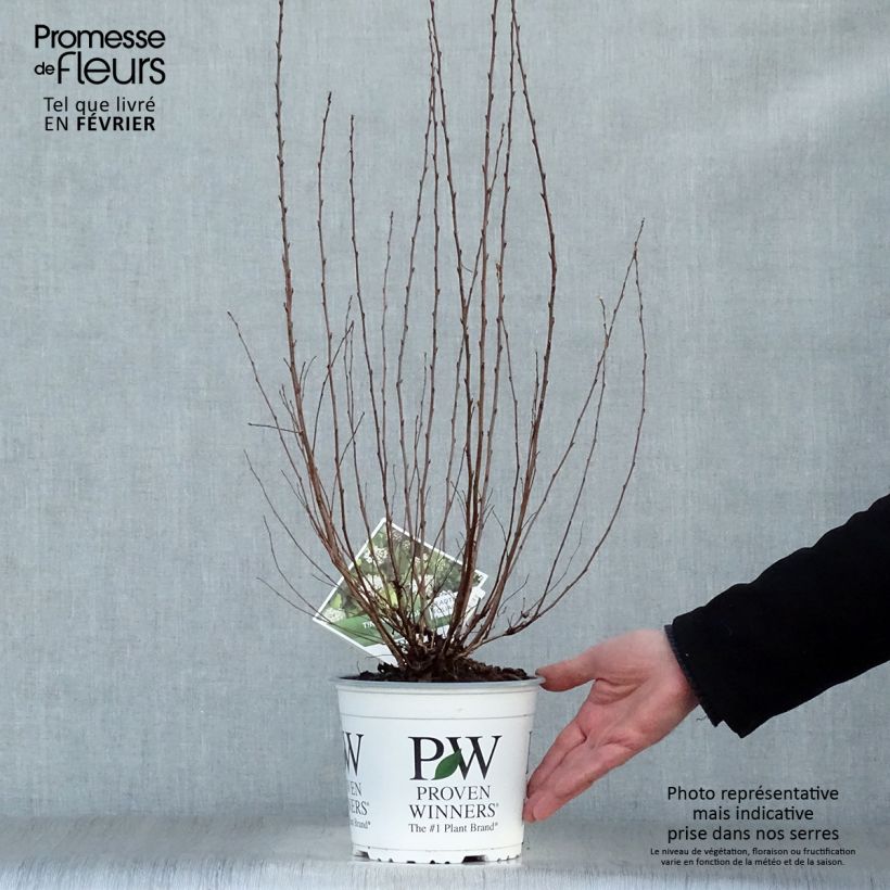 Physocarpus opulifolius Tiny Wine Gold Maceta 2L/3L Ejemplar entregado en invierno