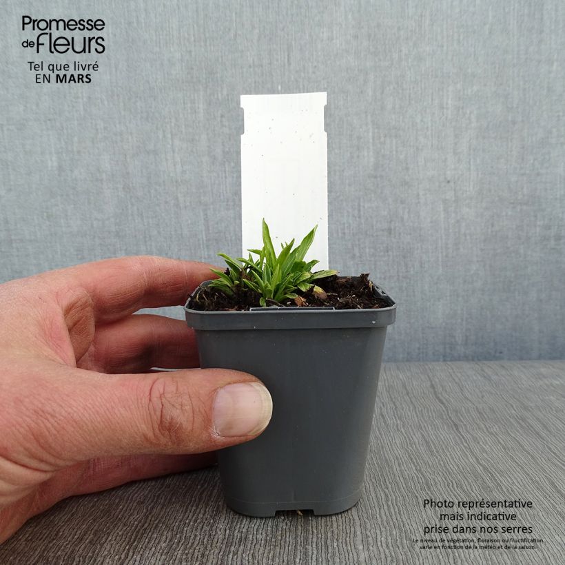 Physostegia virginiana Alba Maceta de 8/9 cm Ejemplar entregado en invierno