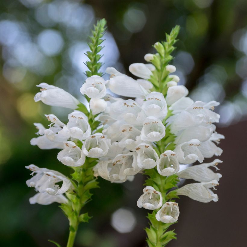 Physostegia virginiana Alba (Floración)
