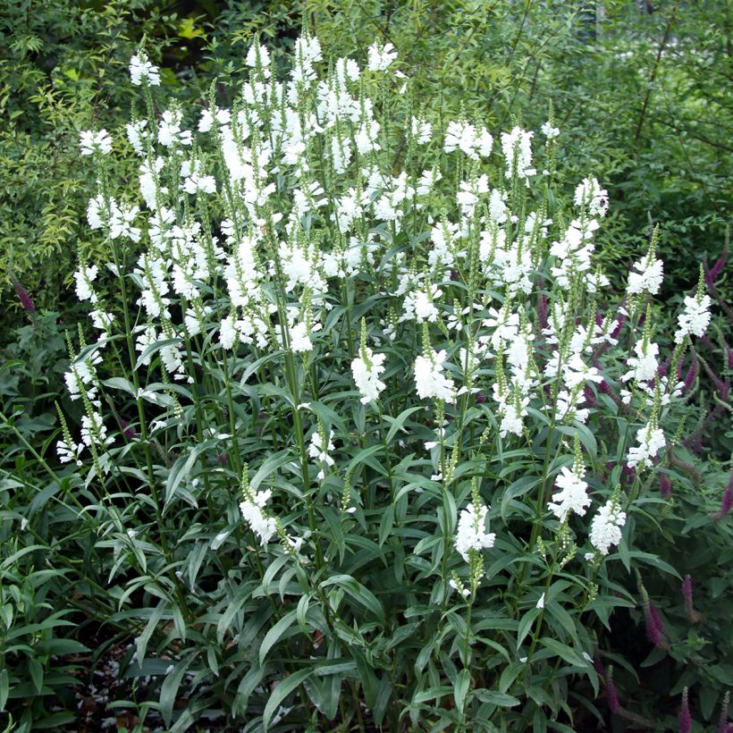 Physostegia virginiana Alba (Porte)