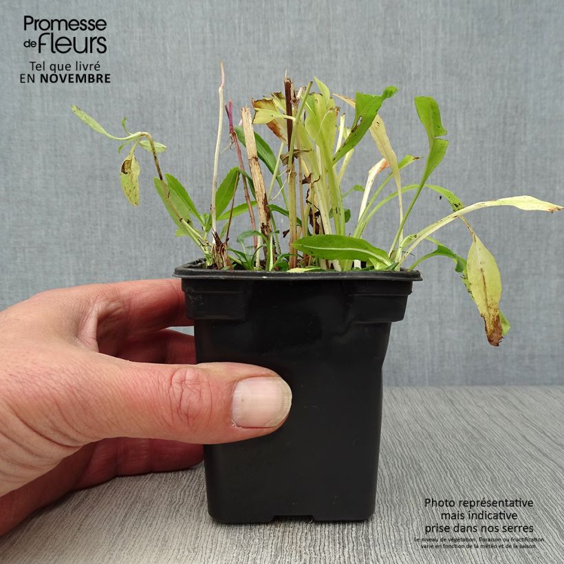 Ejemplar de Physostegia virginiana Bouquet Rose Maceta de 7/8 cm entregado en otoño