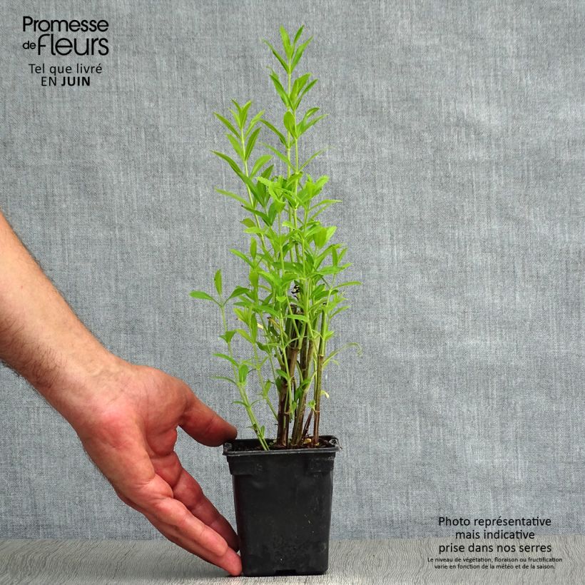 Ejemplar de Physostegia virginiana Bouquet Rose Maceta de 7/8 cm entregado en verano