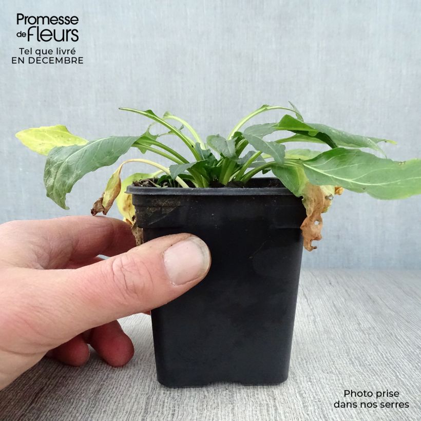 Physostegia virginiana Bouquet Rose Maceta de 7/8 cm Ejemplar entregado en invierno