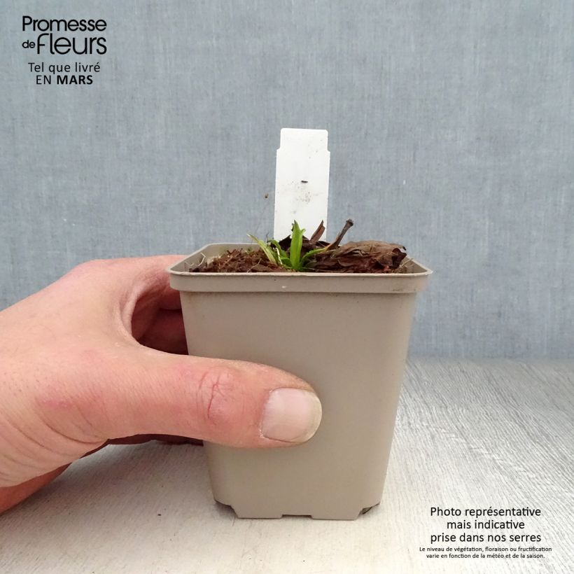 Physostegia virginiana Miss Manners Maceta de 8/9 cm Ejemplar entregado en la primavera