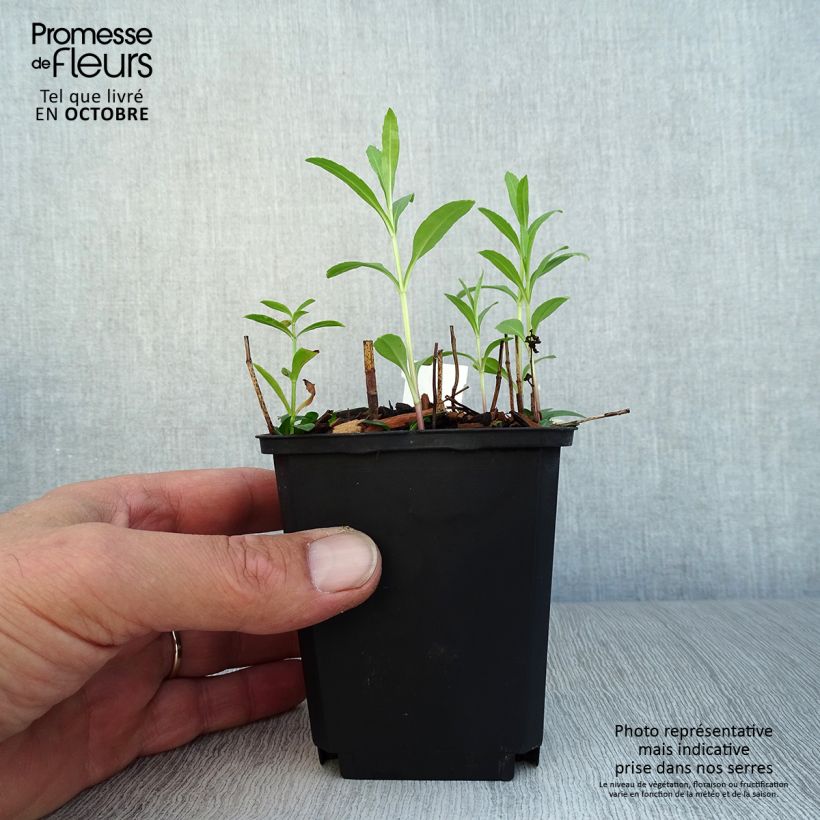 Ejemplar de Physostegia virginiana Red Beauty Maceta de 8/9 cm entregado en otoño